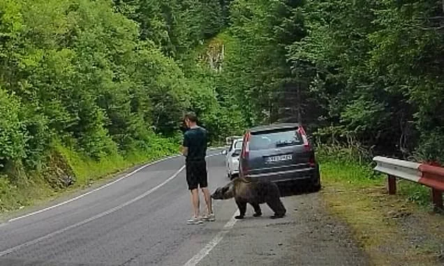 Tourist freezes as wild bear bites at his leg before he flees in terror when the beast lunges at him on Romanian highway