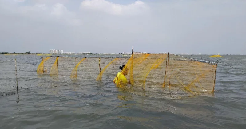 Reservoir for Chennai could dry up ecologically-rich coastal wetland
