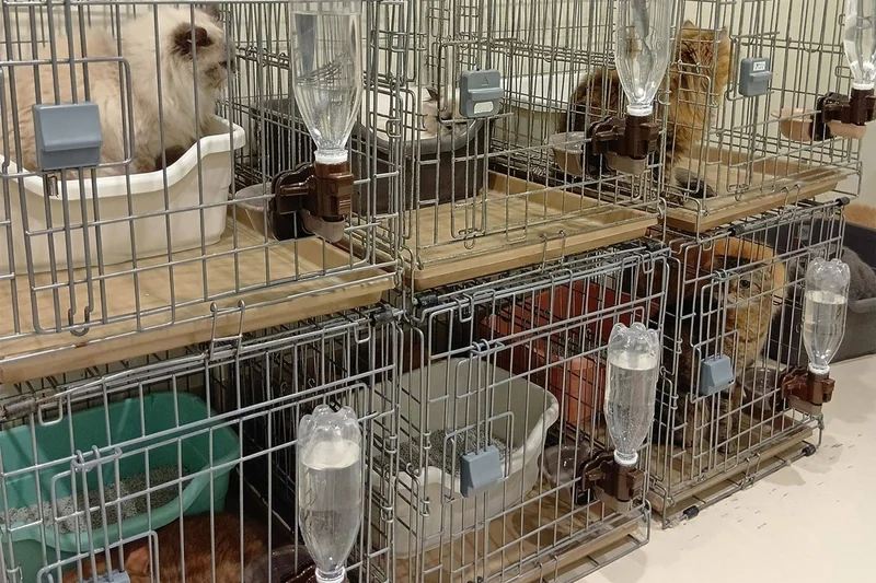 Twenty-five cats rescued from Japan mall damaged by earthquake and explosion