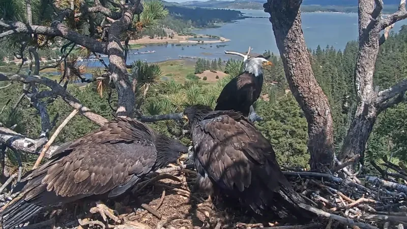 Luna the eagle chases off nest intruder, as mom Jackie recovers