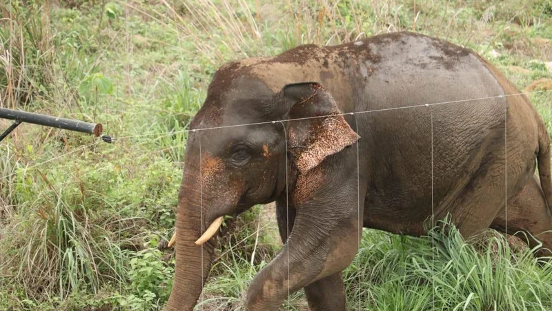 Human-wildlife conflict escalates across Kannur