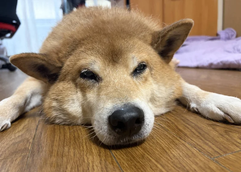 This Shiba is a great dog for the right person