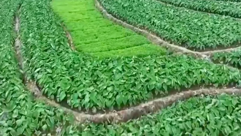 Food security: can drones and BeiDou put an end to ‘paper farming’ in China?