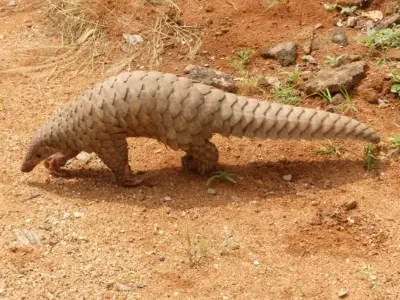 Protecting Pangolins in India: When an armor is not enough
