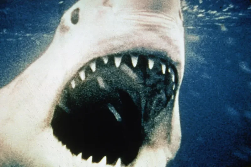 10 Shark Movies That Will Keep You On Edge