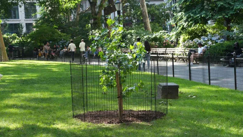 A seed that flew around the moon grew into this tree in NYC