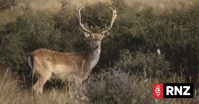 Rising deer numbers drive decline in native forests - research