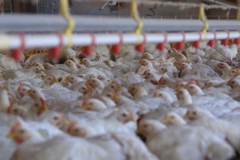 Experts believe factory farming could be spreading food poisoning disease