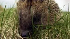 Hedgehog road deaths 'devastating' populations