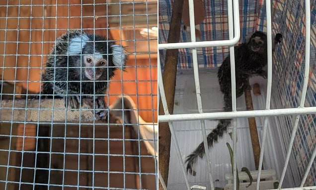 Reward of £3,000 is being offered after monkey is found in laundry bag on London bus