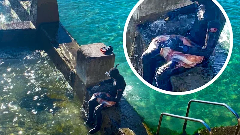 Spearfisher’s haul shocks swimmers at Sydney beach