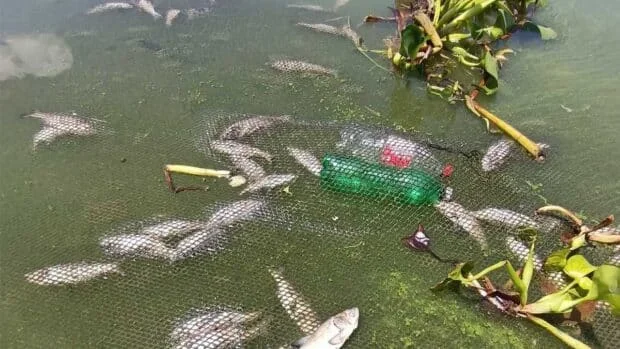 Slimy, foul-smelling substance washes ashore at Subic beach; probe set