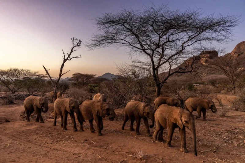 Authorities Investigating Mysterious Deaths of 15 Elephants at Kenyan National Park