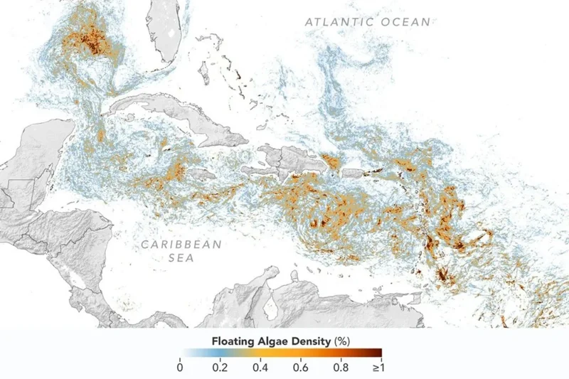 NASA Map Reveals Record Blob of Vacation-Wrecking Seaweed