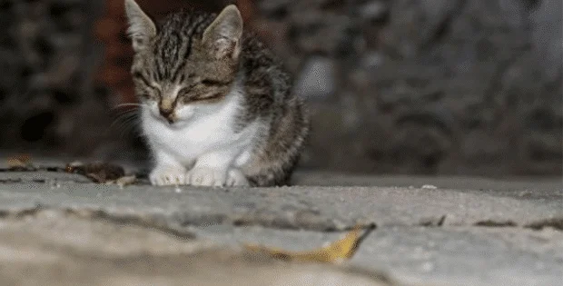 Kill the cats to save the birds?