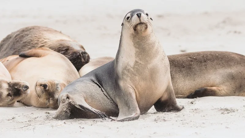 Sea lion tours cancelled as bird flu hits ominous milestone in Australia
