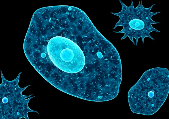 The Humble Amoeba Is Smarter Than You Think