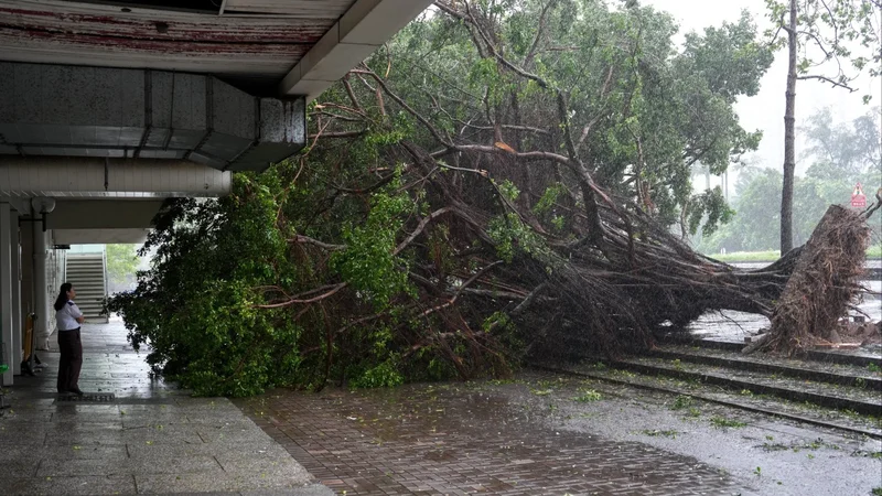 Trees felled during Typhoon Noul raise safety concerns in Hong Kong