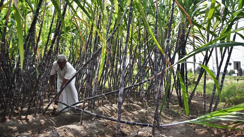 A global Centre of Excellence to come up in Coimbatore for research on sugarcane