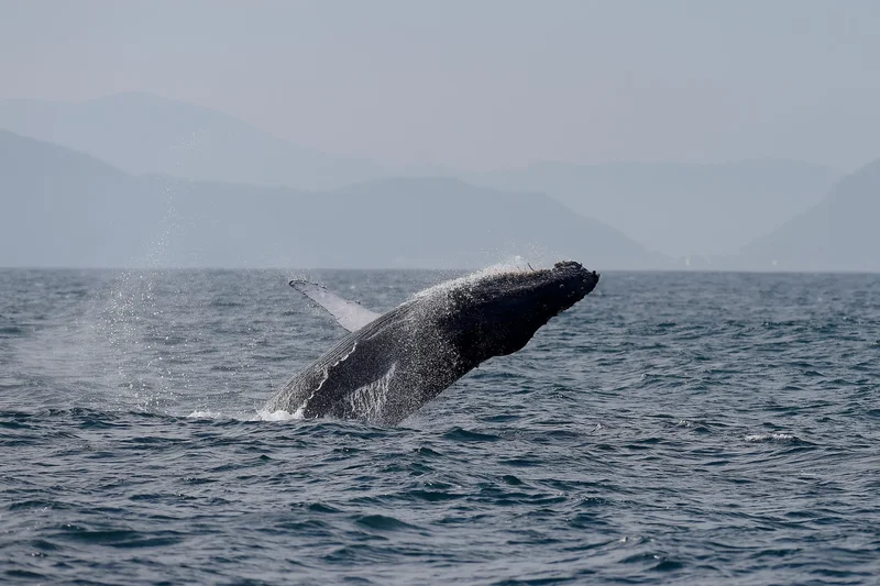 Humpback Whales Return to Costa Rica as Quepos Season Begins