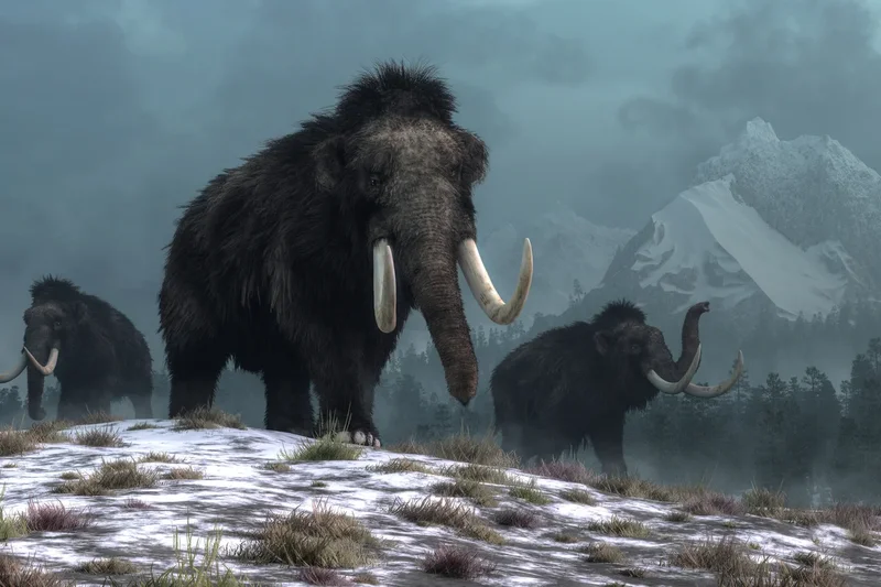 Bone study shows Ice Age hunters were picky about what mammoths they killed and ate