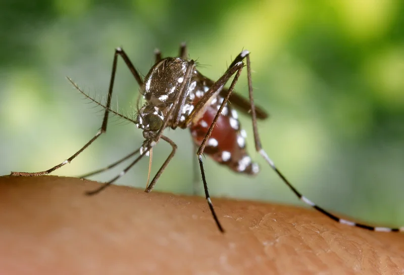 Toronto reports first human case of West Nile virus this year