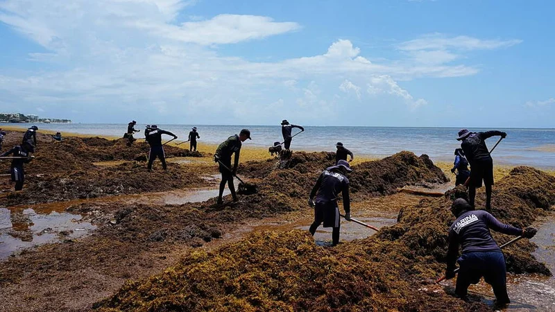 Blanket of seaweed smothers coastlines from the Caribbean to Mexico
