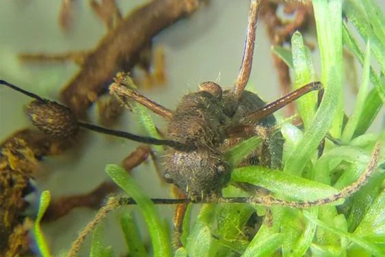 The Bizarre Life Cycle of “Zombie-Ant” Fungus Gets a New Twist