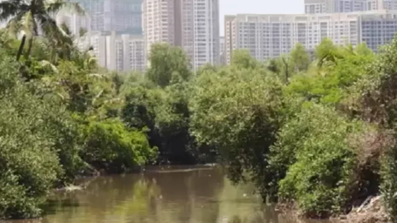 Mumbai's mangroves under threat as city pushes ahead with major infrastructure projects