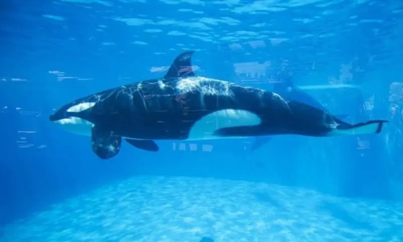 Killer whales: Orcas blow fish to bits 'for fun', researchers say