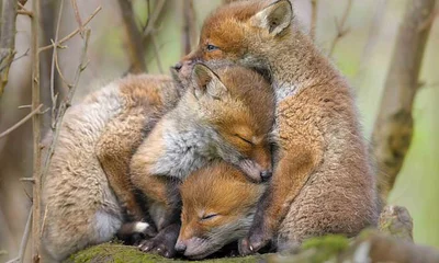 A cub sandwich! Baby foxes snuggle together in Surrey forest