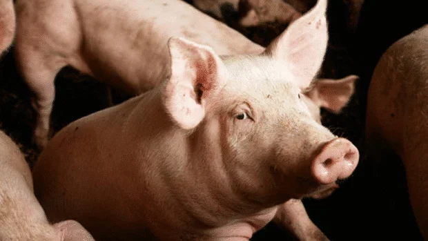 19 pigs culled after ASF infects hogs in Brgy. Quiot, Cebu
