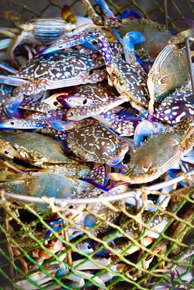 Tiu Laurel: PH hopeful of resuming US blue crab exports