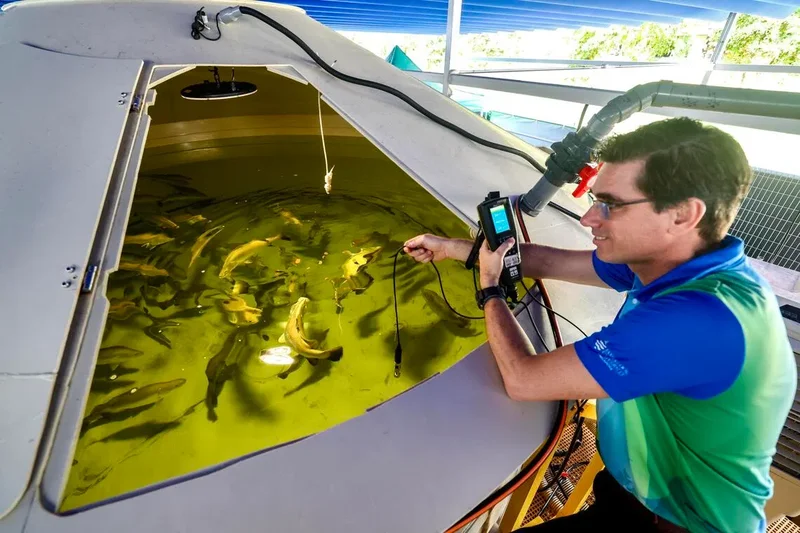 New broodstock and hatchery facility at James Cook University aims to produce better Asian seabass