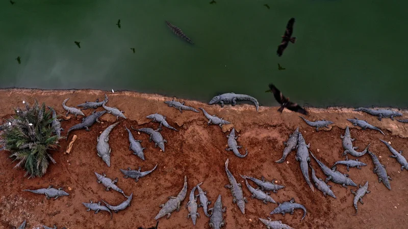 Opinion: Ben Gvir's crocodiles are the latest weapon in Israel's animal warfare on Palestinians