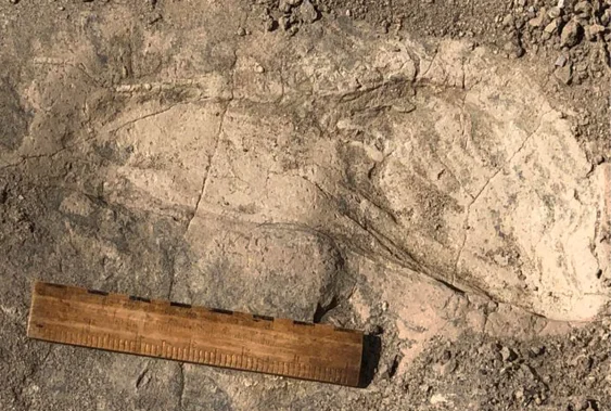 Mysterious Human Relative Was Bigger Than Previously Thought