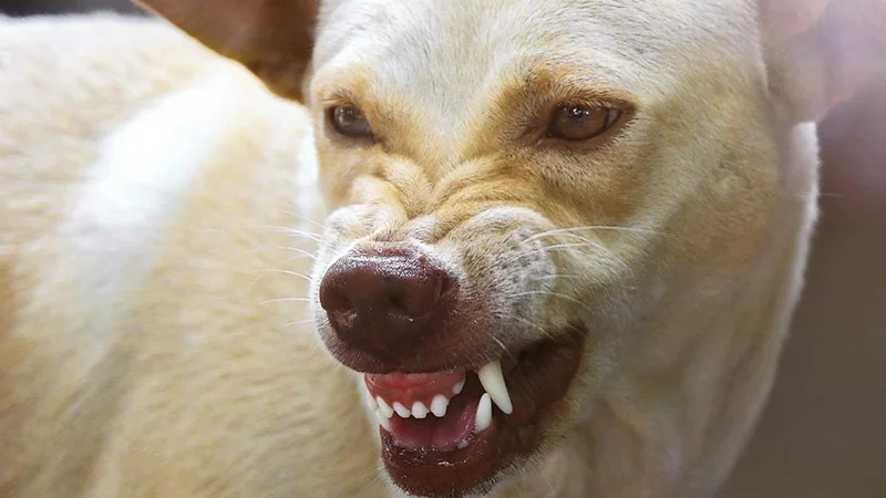 Kerala High Court orders panchayat to compensate stray dog attack victim