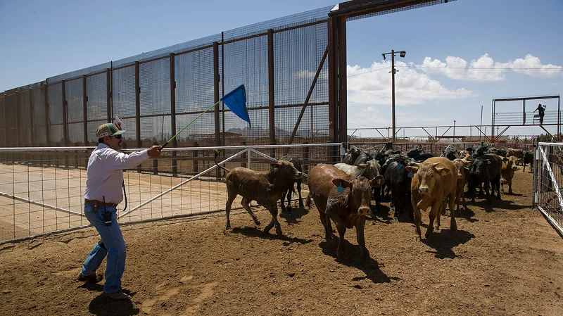 JBS Marfrig Cattle Supply Boost as US Reopens Mexico Border