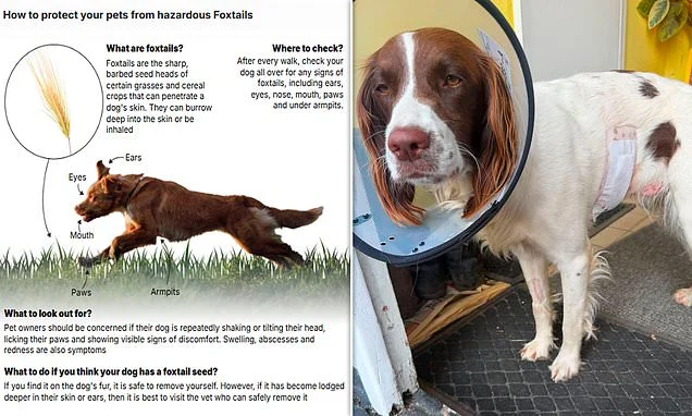 Eco-obsessed councils blamed for surge in dogs with grass seed infections as bosses refuse to mow verges and parks - with owners left paying thousands in vets' fees