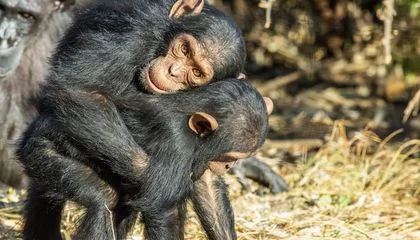 Chimpanzees and Bonobos Use Hugs, Kisses and Friendly Pats to Keep the Peace, Just Like Humans, a New Study Suggests