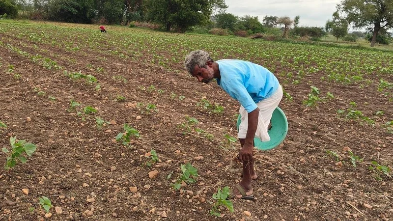 Don’t cultivate paddy this kharif, Andhra Pradesh tells Krishna delta farmers amid water crunch