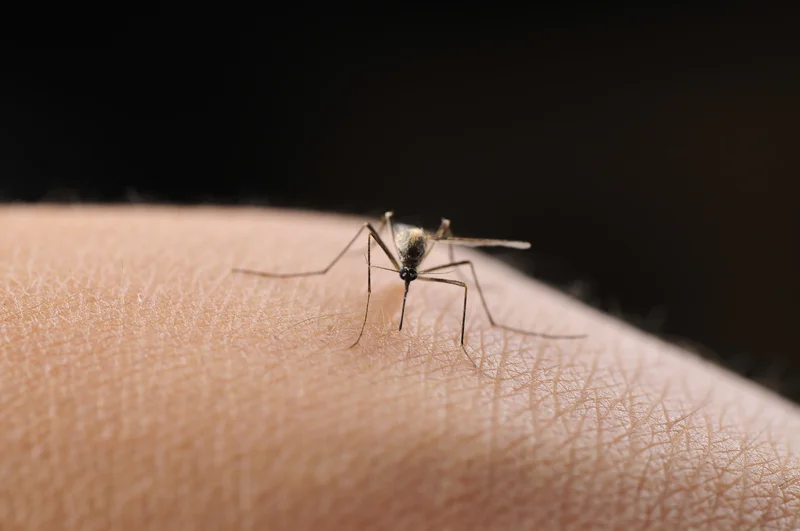The secret weapon mosquitoes are using to win the war against humans: evading insecticides