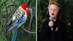 Eastern Rosellas! - Meet the seven-year-old behind viral song