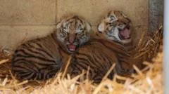 Endangered tiger cubs born in conservation boost