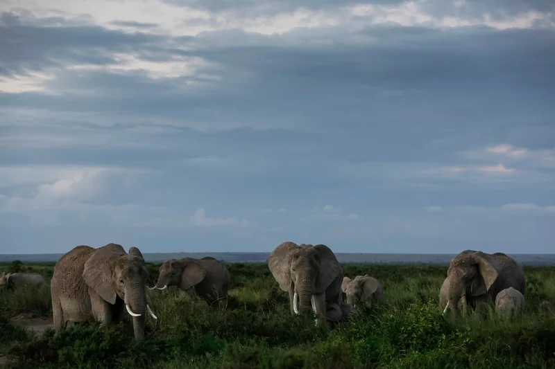 Kenya probes potential toxin after 15 elephants die in Amboseli ecosystem