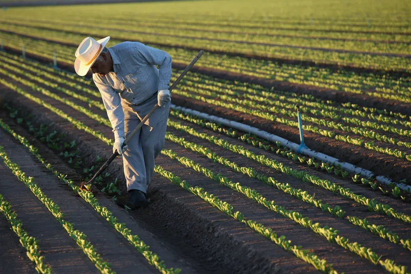 A new cyclospora cluster is under FDA investigation with US now facing four outbreaks