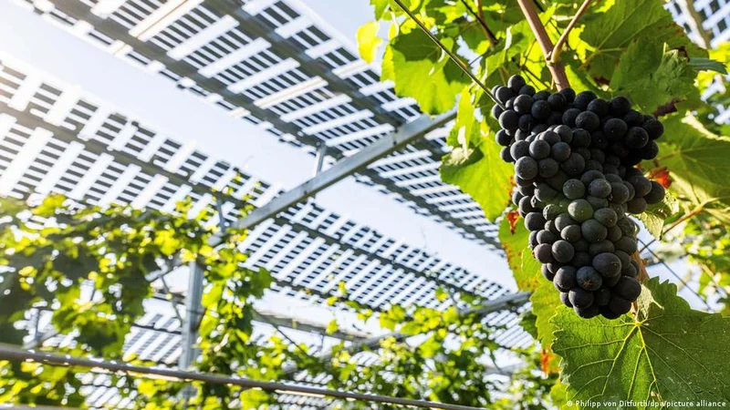 Germany: How weather extremes impact local agriculture