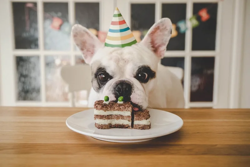 Veterinarian shares how to calculate how old your pet is in dog or cat years