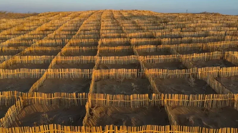Chinese scientists turn to bamboo to strengthen the Great Green Wall