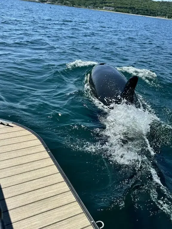 Rare sightings of killer whale: Nova Scotia boaters warned to keep their distance